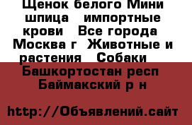 Щенок белого Мини шпица , импортные крови - Все города, Москва г. Животные и растения » Собаки   . Башкортостан респ.,Баймакский р-н